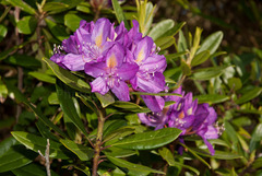 Pontic Rhododendron