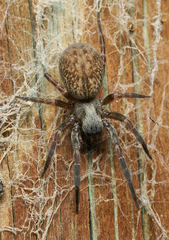 Grey House Spider