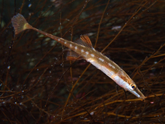 Sea Stickleback