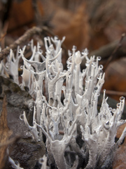 Candlesnuff Fungus