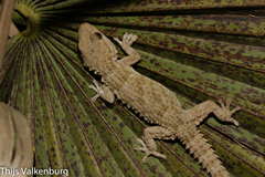 Moorish Gecko