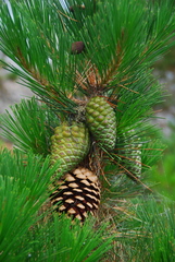 Monterey pine