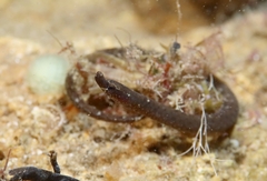 Worm Pipefish