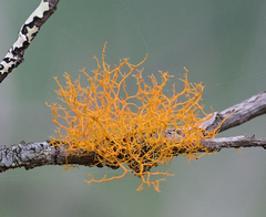 Golden Hair-lichen