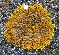 Seaside Sunburst Lichen