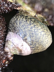 Lined Top Shell