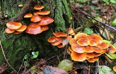 Flammulina