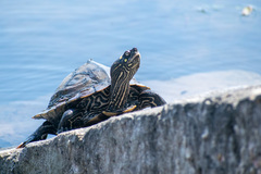 Ouachita Map Turtle