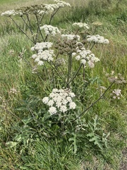 hogweed