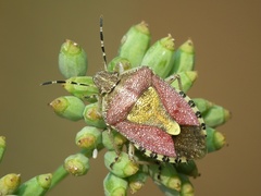 Sloe Bug