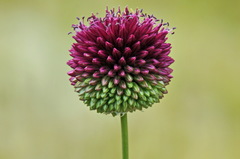 Round-headed Leek