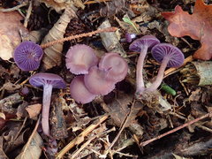 Amethyst Deceiver