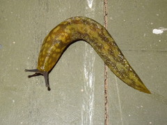 Green Cellar Slug