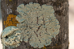 Shadow Greenshield Lichen