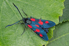 narrow-bordered five-spot burnet