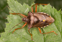 Forest Bug
