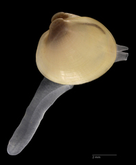 Lake Fingernailclam