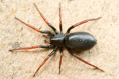 Yellow-legged Zipper Spider