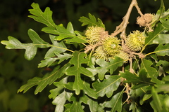 Turkey Oak