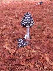 Magpie Inkcap