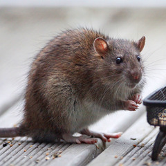 Brown Rat