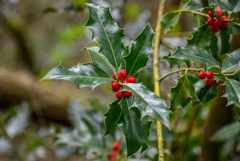 European holly
