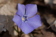 lesser periwinkle