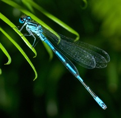 Azure Damselfly