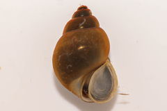 Mud Bithynia