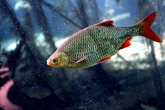 Common Rudd