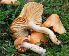 Meadow Waxcap