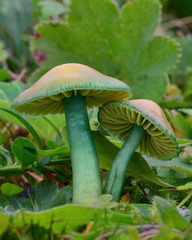 Parrot Mushroom