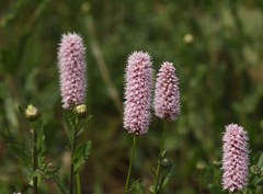 common bistort