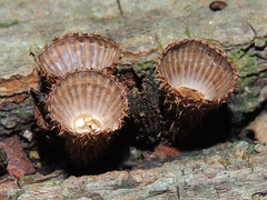 fluted bird's nest fungus