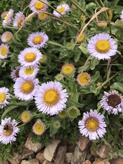 seaside daisy