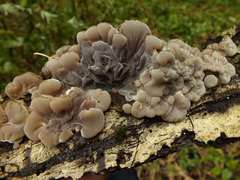 Tripe Fungus