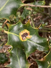 European Holly Leafminer