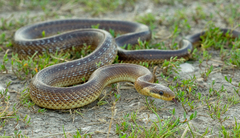Aesculapian Snake
