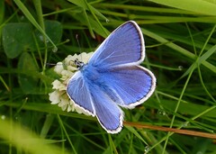 Common Blue