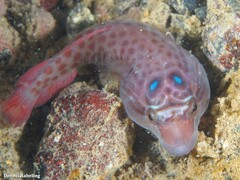 Cornish Sucker