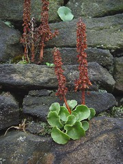 Wall Pennywort