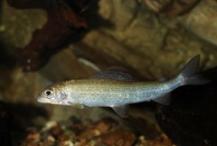 European Grayling