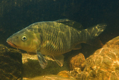 Amur Carp