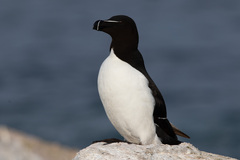 Razorbill