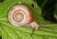 Kentish Nun Snail