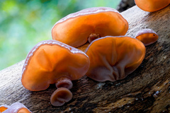 Jelly Ear