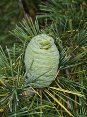 Deodar cedar