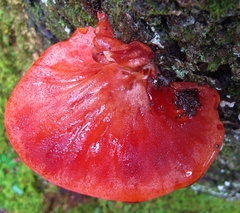 Beefsteak Polypore
