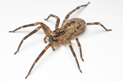 Mediterranean Spiny False Wolf Spider