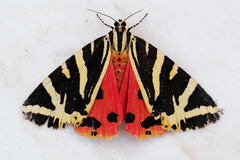 Jersey Tiger